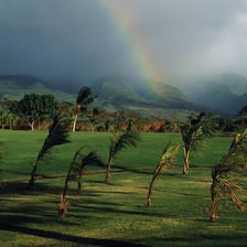 Trees bending in a strong gale