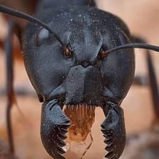 A close-up photograph of an ant, representing the soldier in the wordplay
