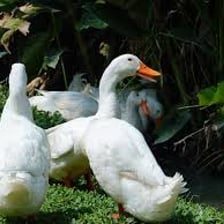 A group of geese gathered together on grass