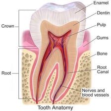 A labelled diagram showing a human incisor tooth
