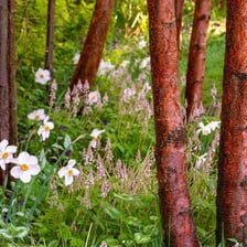 A small group of trees forming a copse in the countryside.