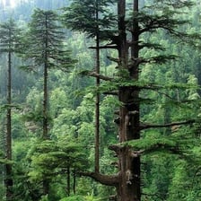 A tall conifer tree with needle-covered branches.