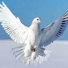 A pigeon flying against an open sky
