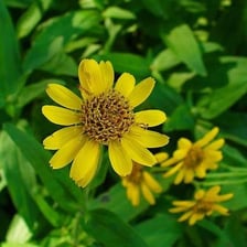 An arnica plant with yellow flowers.