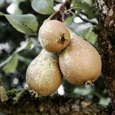 A ripe Conference pear