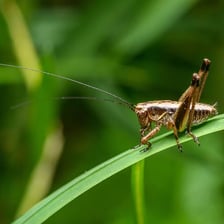 A cricket insect on grass, representing the hopping animal.