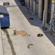A cat standing in a narrow urban alley
