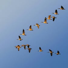 Flock of geese flying together