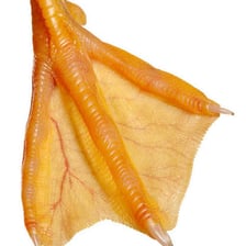 A close-up of a duck’s webbed foot