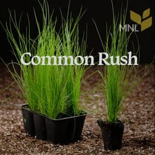 Tall rush plants growing beside marsh water