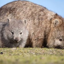 A wombat in an Australian natural habitat