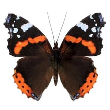 A red admiral butterfly with red bands on dark wings