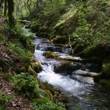 A small stream flowing through woodland.