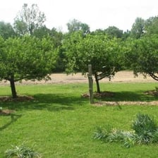 Rows of fruit trees growing in an orchard