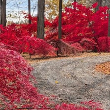 A maple tree displaying bright autumn foliage.