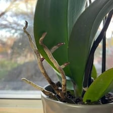 Small green buds emerging from a plant branch.