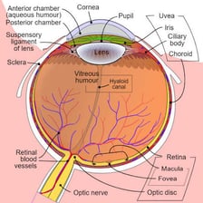 A labelled anatomical diagram showing the retina at the back of the eye
