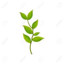 A small leafy branch or sprig cut from a plant.