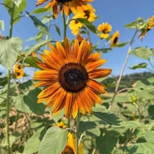 A sunflower in bloom in a field