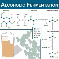 Yeast fermenting in a brewing vessel