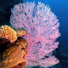 Pink coral growing in a reef