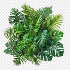 Dense, luxuriant green tropical vegetation