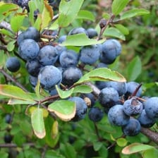 A glass of sloe gin accompanied by dark sloe berries.