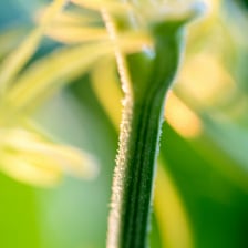 Close-up photograph showing a flower attached to its stem