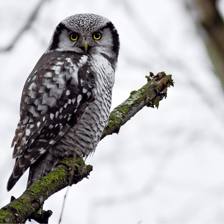 Two owls perched on branches, illustrating these birds of prey
