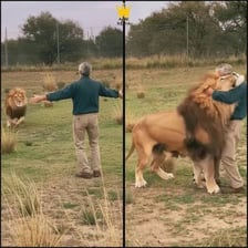 A handler standing near a tame lion at an animal sanctuary.