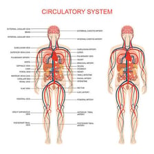 An educational illustration showing veins in the human circulatory system.