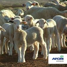 Female sheep standing in a flock.