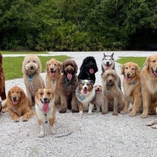 Several domestic dogs shown together
