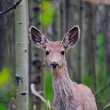 A female deer standing in a forest.