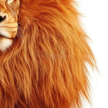 A close-up view of a lion’s thick mane.