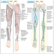 A human pair of legs shown in an anatomical or full-body view.