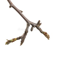 A small twig extending from a larger tree branch.