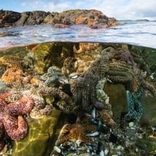 A shallow rocky tide pool exposed as the ocean recedes.