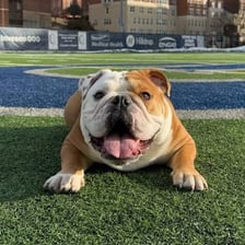 The Georgetown University Hoya bulldog mascot.