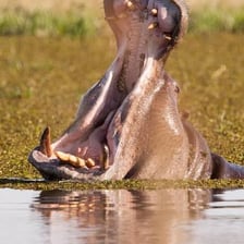 Large animals shown with their mouths open