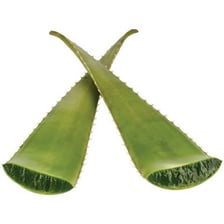 An aloe vera plant with thick pointed green leaves