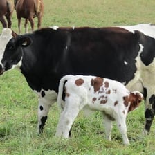 Several cows standing in a green pasture.