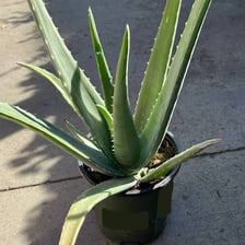An aloe vera plant and its clear gel.