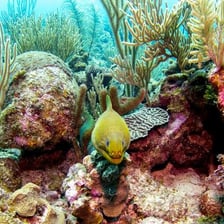 Moray eels visible among rocks on a coral reef.