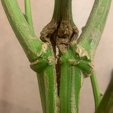 A twig broken into two pieces with a clean, crisp break