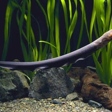 An electric eel swimming underwater.