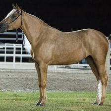 A horse moving at a trot.