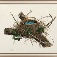 A bird’s nest resting in a tree and holding eggs.