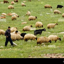 A shepherd watching over sheep in a pasture.
