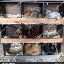 Several hens in a chicken coop near nesting boxes